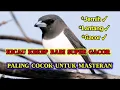 Lagu BURUNG KEKEP BABI GACOR PALING COCOK UNTUK MASTERAN!! Suara jernih Tembakannya Keren parah