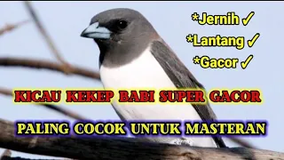 Download BURUNG KEKEP BABI GACOR PALING COCOK UNTUK MASTERAN!! Suara jernih Tembakannya Keren parah MP3