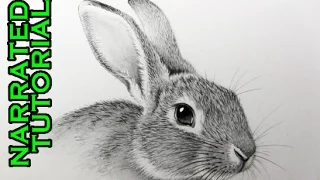 How to Draw a Rabbit Narrated Step-by-Step