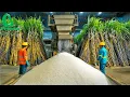 Download Lagu How Sugar Is Made – Unbelievable Billion Tons of Sugar Processing In Factory