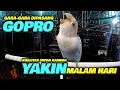 Download Lagu GARA-GARA GOPRO! Netizen Bisa Lihat Kualitas Kerja LOVEBIRD YAKIN Malam Hari