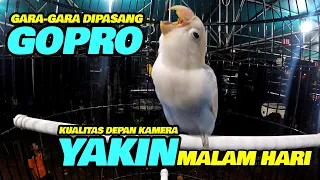 Download GARA-GARA GOPRO! Netizen Bisa Lihat Kualitas Kerja LOVEBIRD YAKIN Malam Hari MP3