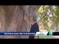 Beloved U C Davis tree to be removed
