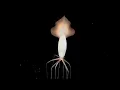 What Even Are Magnapinna Squids