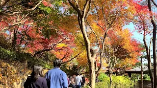 4K The Best Place To See Autumn Leaves Hwadam Botanic Garden In Gyeonggi Do South Korea 
