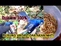 Download Lagu Cara Merawat Burung Kehicap Ranting Yang Baru Dapat Pikatan Biar Mau Makan Ulat