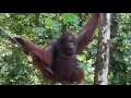 lazy male orangutan sits and makes kissy faces