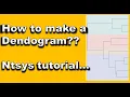 Do you know how to make a Dendogram learn Ntsys tutorial thep guy