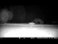 Give Dog A Bone - Fox grabs bone