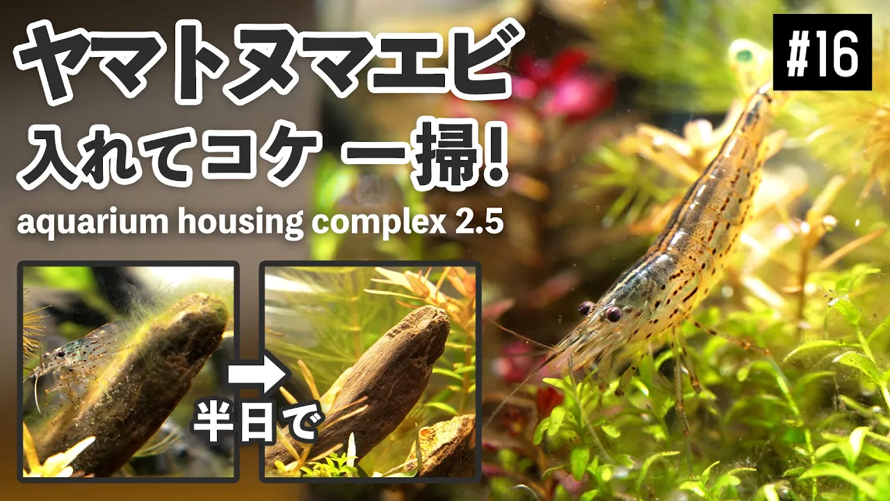 【ボトルアクアリウム 16】水草ボトルがコケまみれ!ヤマトヌマエビ入れてコケを一掃