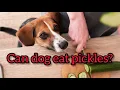 Can dog eat pickles Full information
