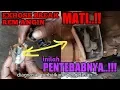 Download Lagu EXHAUST BRAKE atau REM ANGIN MACET ini penyebabnya  SERVICE ENGINE BRAKE MITSUBUSHI CANTER