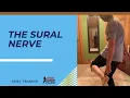 THE SURAL NERVE