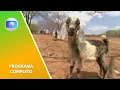 Download Lagu Globo Rural (03/08/2025) Completo