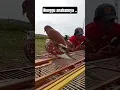 Download Lagu Burung dara atau merpati kawin | udah banyak yg antri anakannya #burung #merpati #kawin #short