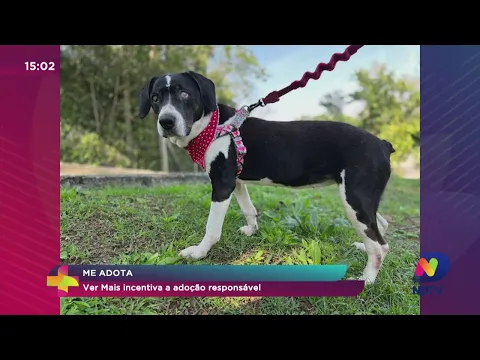 Me Adota: Ver Mais incentiva a adoção responsável