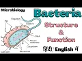 Bacteria Structure and Function Microbiology Hindi
