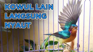 Download Kowul GACOR untuk memikat Kolibri wulung lainnya AGAR NYAUT dan GACOR MP3