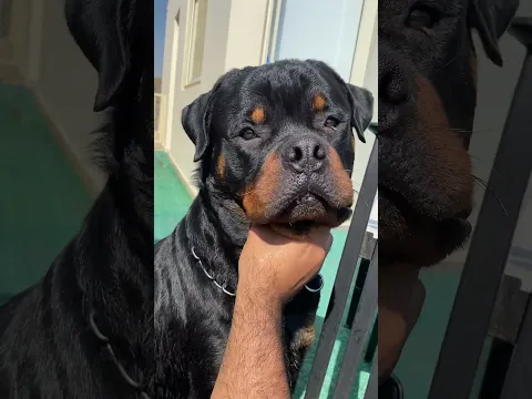 Rottweilers are just big babies ❤️ #rottweiler #cuddles #dogsoftiktok