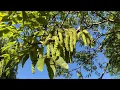 Common walnut - Male flowers - May 2020