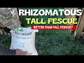 Rhizomatous Tall Fescue RTF - BETTER Than TTTF