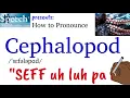 How to Pronounce Cephalopod