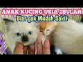 Download Lagu TIPS MERAWAT ANAK KUCING USIA 2BULAN