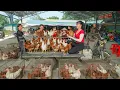 Rewind Timelapse: Harvest Many Giant Chickens Hens by 3-Wheeled Truck | Phương Farm TV