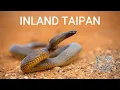 Lagu Inland taipan (Fierce snake) - the most venomous snake in the world!