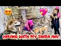 Download Lagu Shiba Inu proves he's a mountain dog #dog #shibainu #hiking 