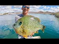 An ALMOST 4 POUND BLUEGILL UNREAL