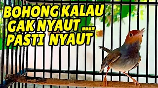 nyauttt pancingan prenjak kepala merah biar cepat gacor