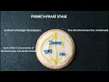 Cookies Model INTERPHASE TO MITOSIS