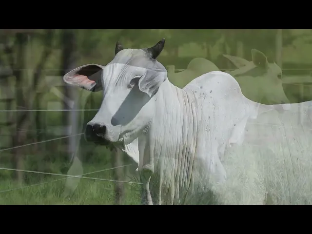 Matriz Nelore CRL - 202