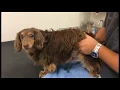 How to Express Your Dog s Bladder
