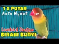 Lagu Pancingan Lb Jantan Birahi Bunyi, Lovebird Jantan Gacor, Lovebird Jantan Memanggil Betina