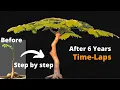 Download Lagu Grow a Royal Poinciana Bonsai from Seed – 6 Years in 9 Minutes  (Delonix regia)
