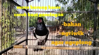 suara burung kacer cocok buat pancingan burung kacer bahan dan ngiriwik di jamin ampuh 