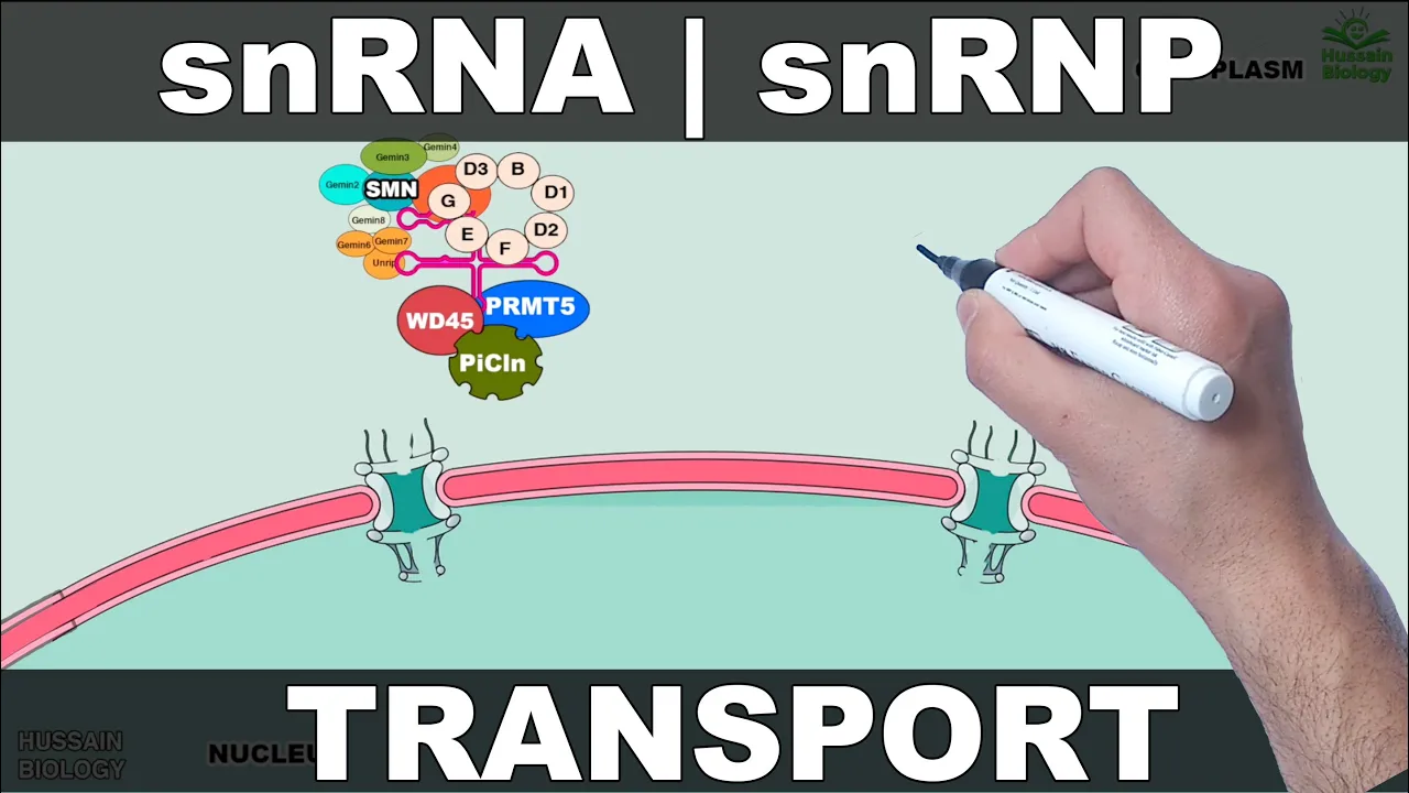 Transport of snRNA and snRNP