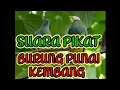 Download Lagu SUARA🔴pikat burung punai kembang