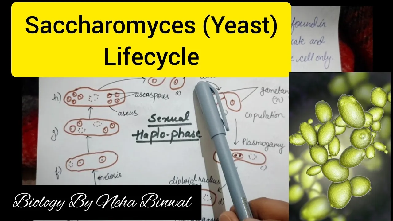 Saccharomyces (Yeast) Lifecycle l Biology By Neha Binwal l UPSC Botany l NEET l