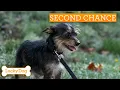 Overlooked Dogs Nobody Wanted That Found The Best Homes Lucky Dog Compilation