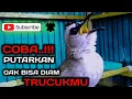 Download Lagu trucuk jantan memanggil betina suara ampuh untuk pancingan trucukan agar bunyi
