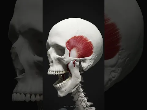 Mastication in Motion #anatomystandard #TMJ #mastication #masseter #temporalis #dentalanatomy
