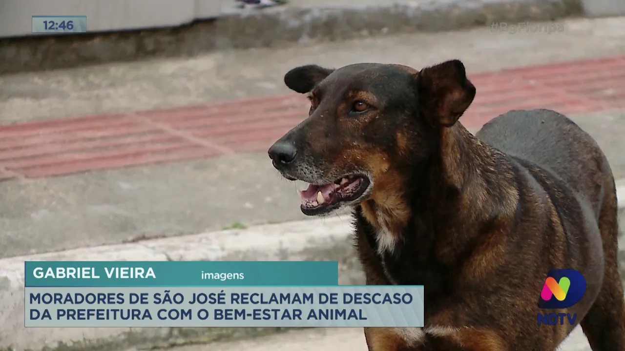 Moradores de São José reclamam de descaso da prefeitura com o bem-estar animal