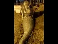 Download Lagu Real jalpari in India||viral video . please come to my channel 🙏