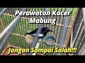 Download Lagu PERAWATAN KACER MABUNG YANG BAIK DAN BENAR!  JANGAN SAMPAI SALAH