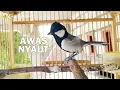 Download Lagu Glatik Batu Emosi Tarung Memanggil LAWAN, Cocok Buat Pancingan Glatik Batu Bahan Biar Cepat GACOR