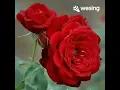 Download Lagu Aduh Nyai...Bang Jaja Miharja