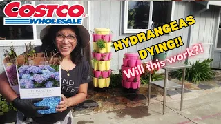 Growing Costco HYDRANGEAS - 3rd time s the charm
